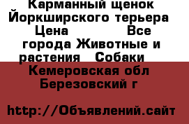 Карманный щенок Йоркширского терьера › Цена ­ 30 000 - Все города Животные и растения » Собаки   . Кемеровская обл.,Березовский г.